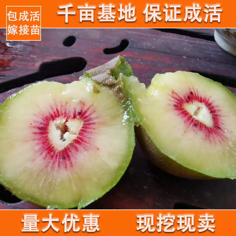 红心猕猴桃南北方种植自花授粉软枣猕猴桃树苗嫁接当年结果