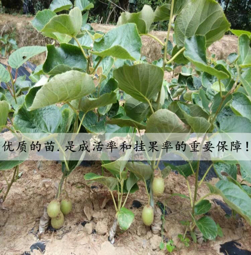 红心猕猴桃南北方种植自花授粉软枣猕猴桃树苗嫁接当年结果
