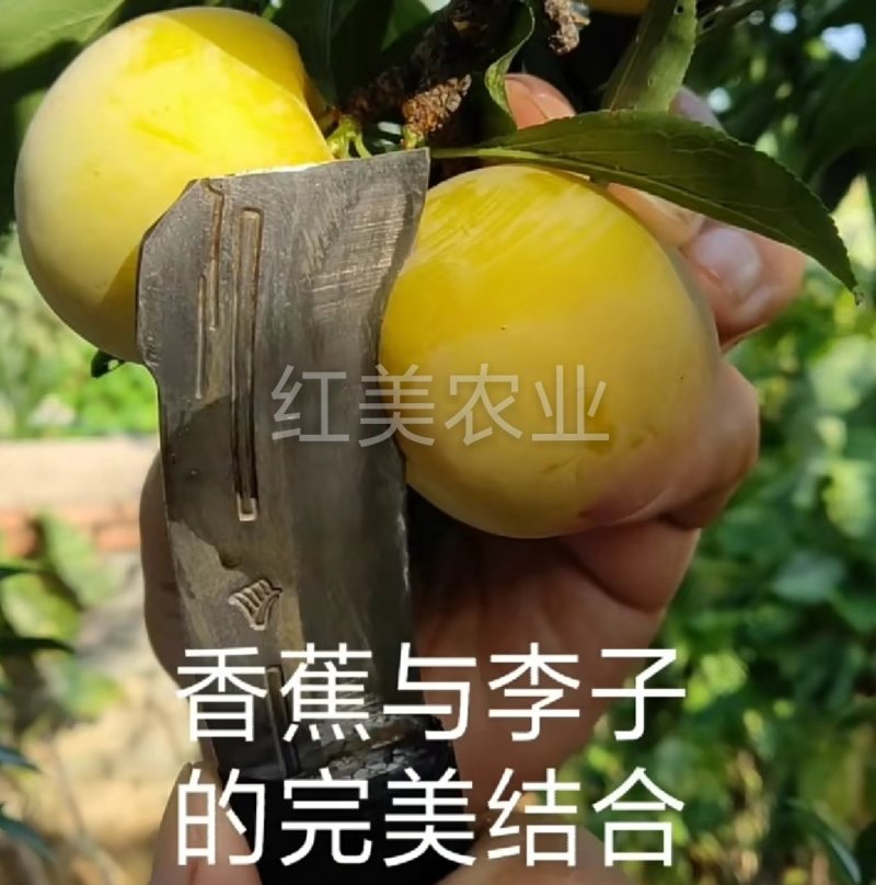 【有好货】离核香蕉李树苗产地直销甜度高包邮发货