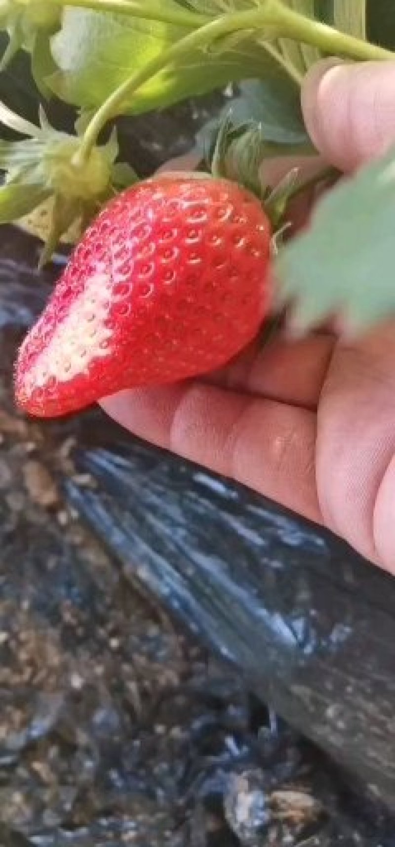 山东平度甜宝大草莓，个大味甜，货量充足！！！！