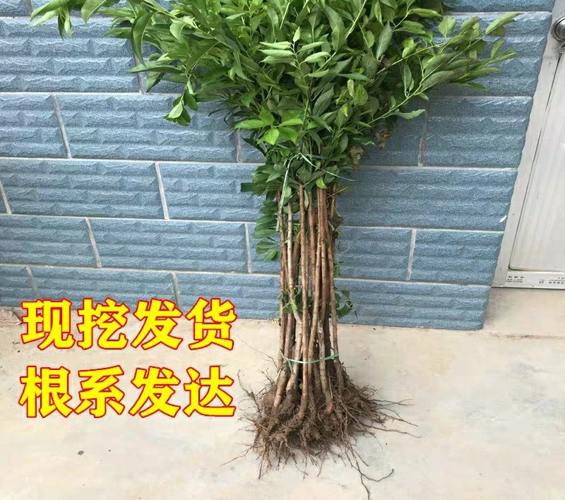 李子树苗嫁接西梅李子苗盆栽地栽庭院南北方种植