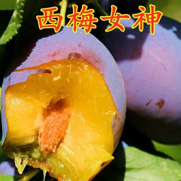 李子树苗嫁接西梅李子苗盆栽地栽庭院南北方种植