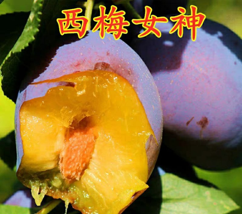 李子树苗嫁接西梅李子苗盆栽地栽庭院南北方种植