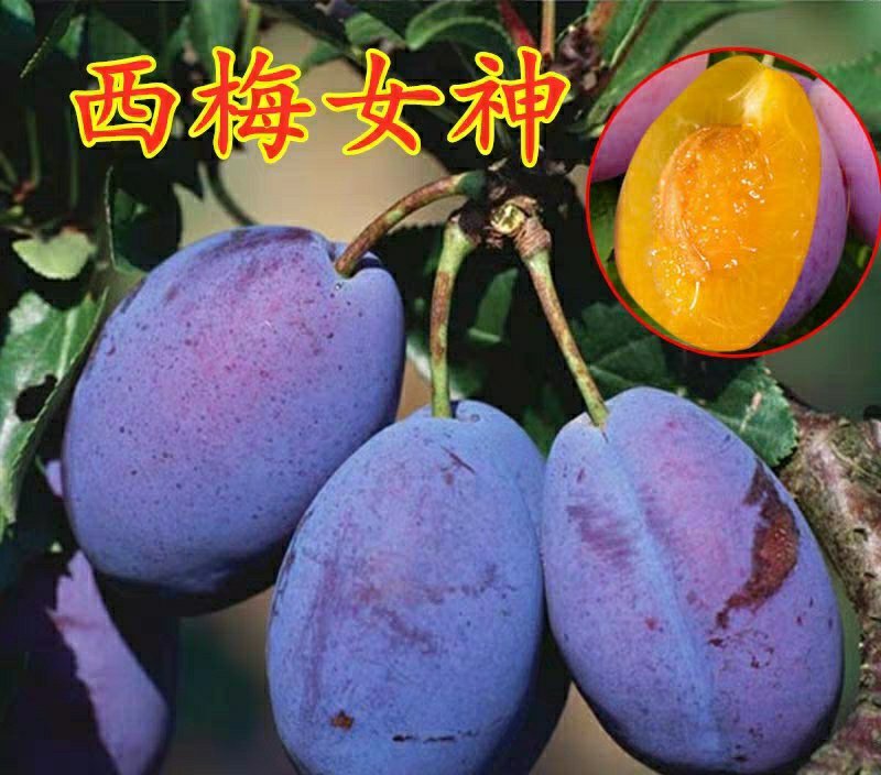 李子树苗嫁接西梅李子苗盆栽地栽庭院南北方种植