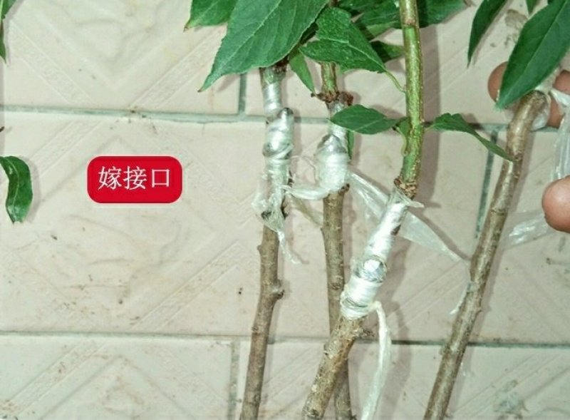 李子树苗嫁接西梅李子苗盆栽地栽庭院南北方种植
