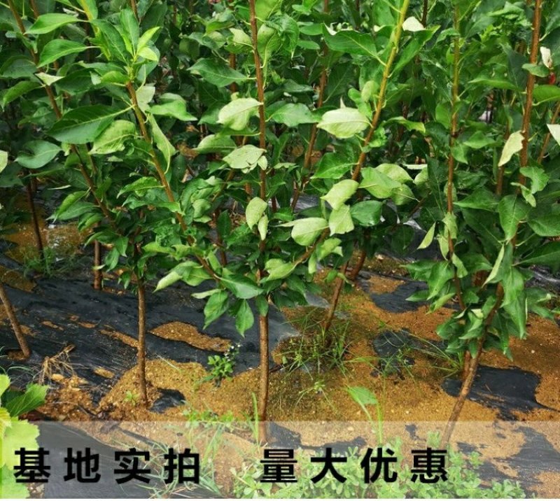 李子树苗嫁接西梅李子苗盆栽地栽庭院南北方种植