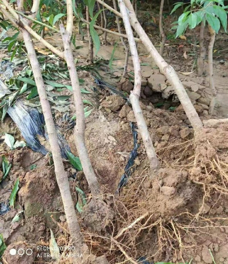 李子树苗嫁接西梅李子苗盆栽地栽庭院南北方种植