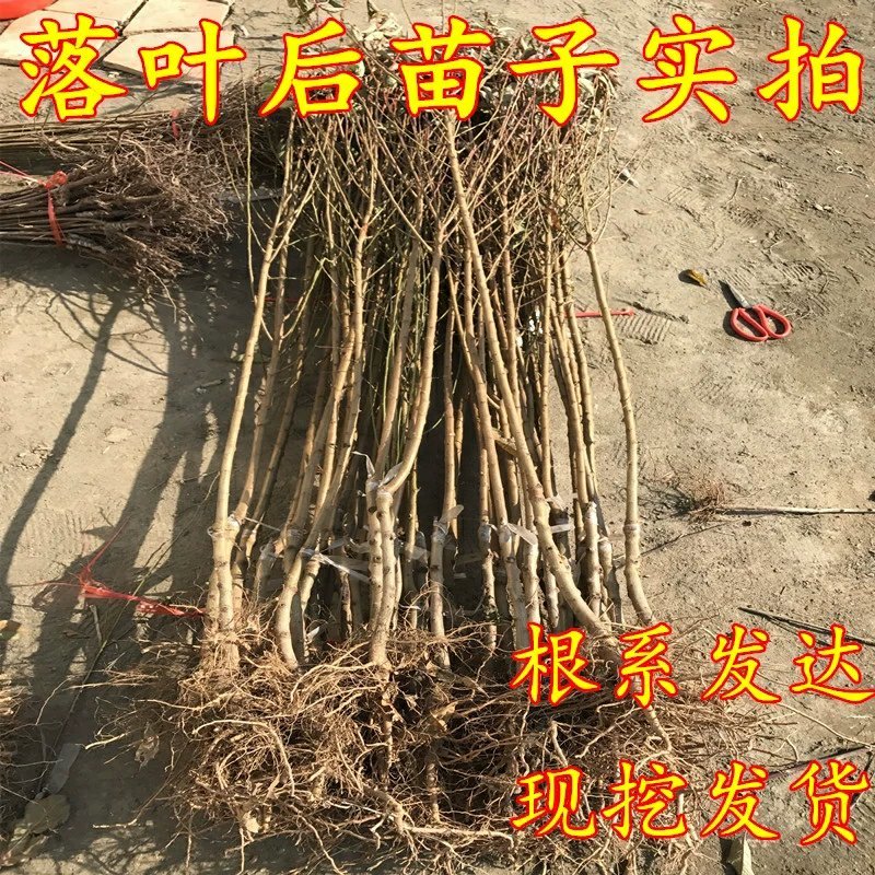 李子树苗嫁接西梅李子苗盆栽地栽庭院南北方种植