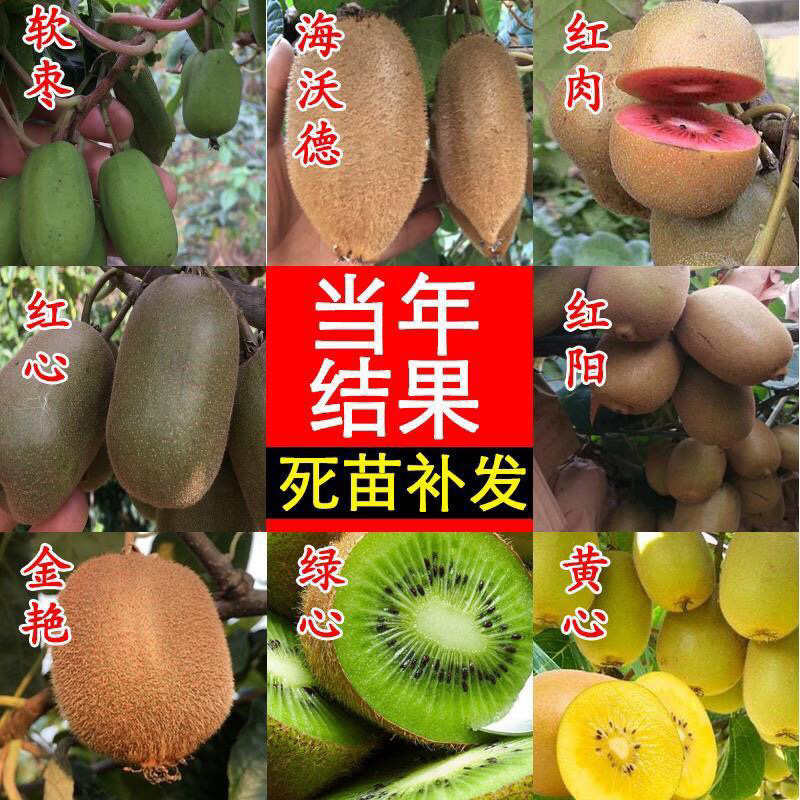 猕猴桃树苗软籽红心猕猴桃当年结果南北方种植基地直供果树苗