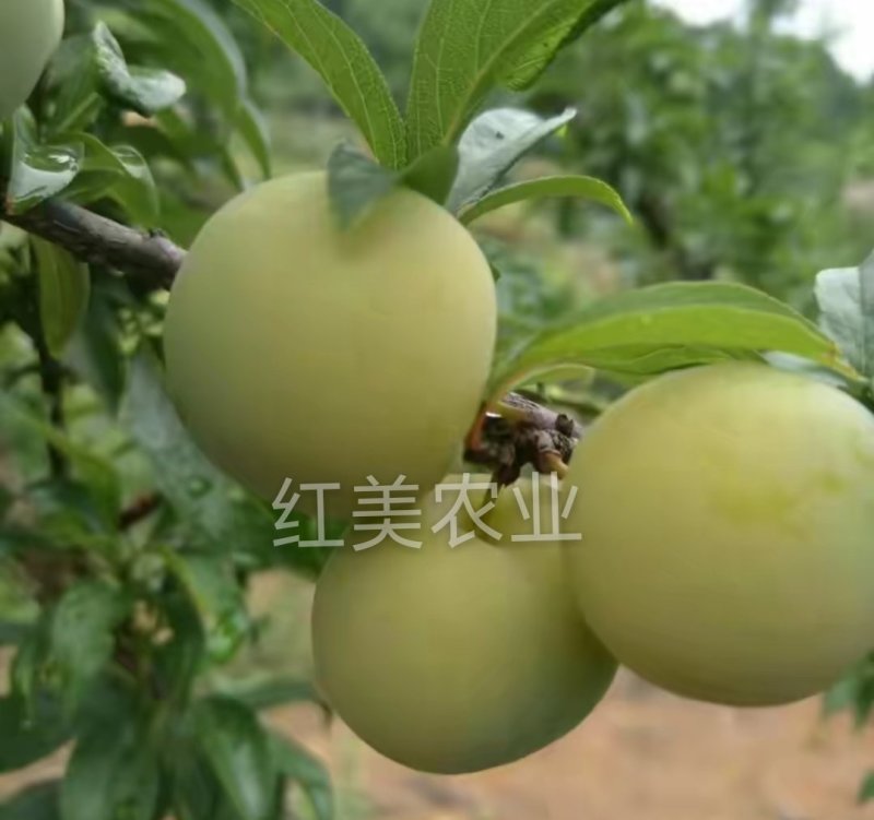 蜂糖离核李子苗甜度高南北方均可种植基地直销包邮