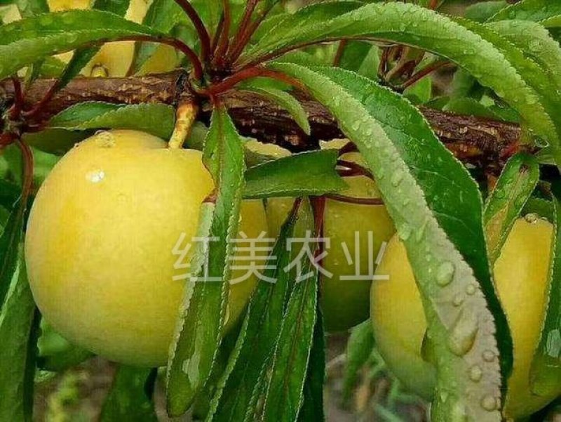 蜂糖离核李子苗甜度高南北方均可种植基地直销包邮