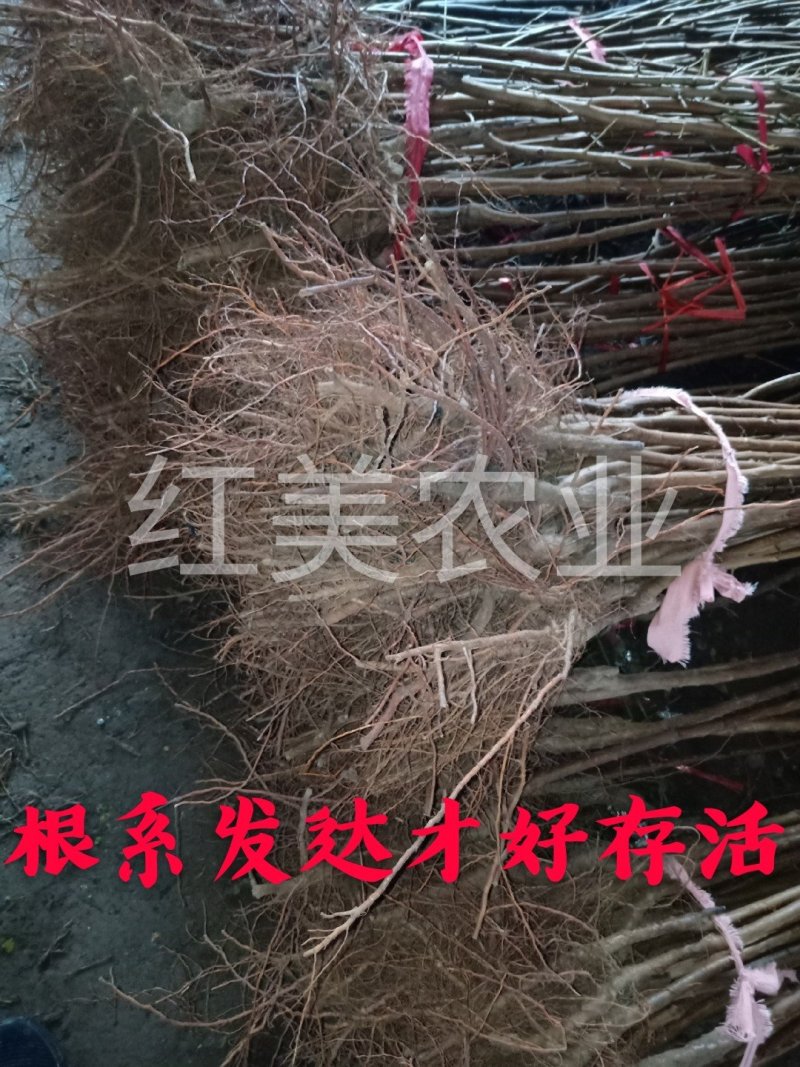 蜂糖离核李子苗甜度高南北方均可种植基地直销包邮