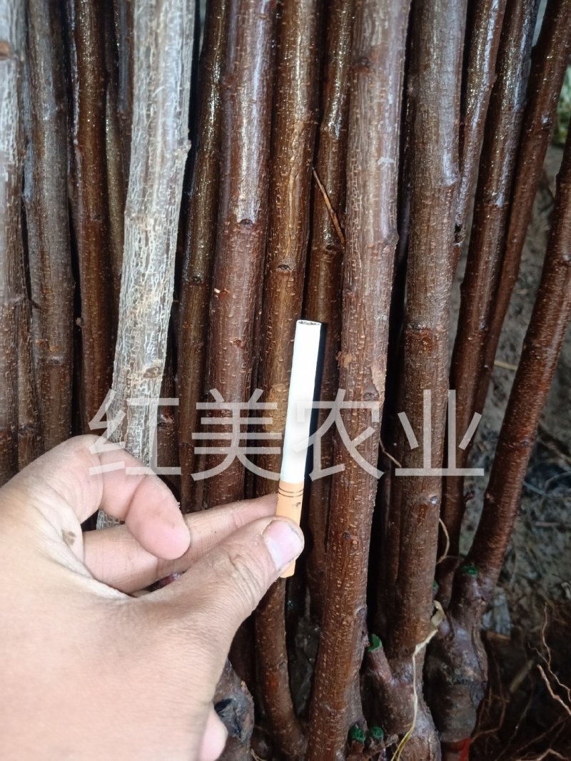 蜂糖离核李子苗甜度高南北方均可种植基地直销包邮