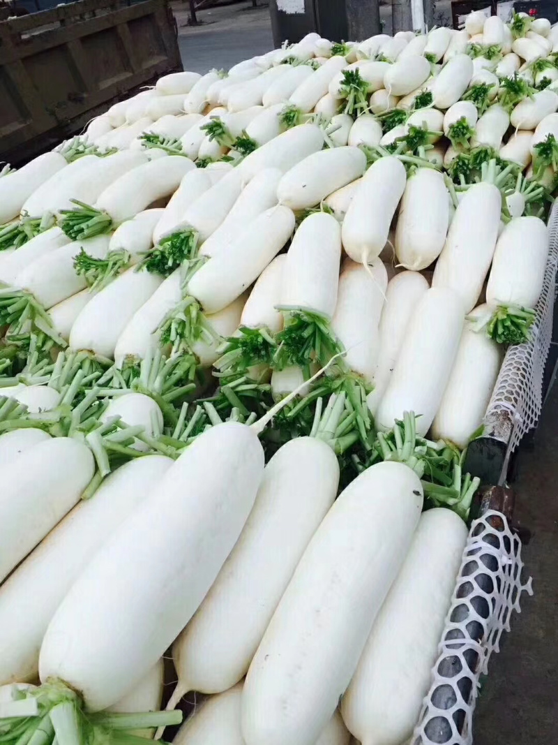 白萝卜