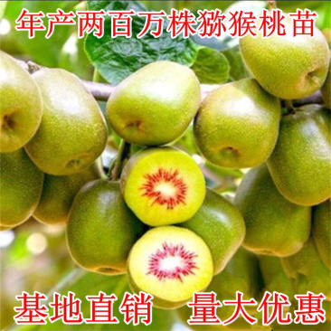 猕猴桃树苗嫁接红心猕猴桃黄心猕猴桃树苗当年结果猕猴桃树苗