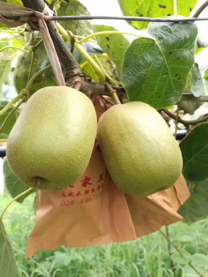 猕猴桃树苗嫁接红心猕猴桃黄心猕猴桃树苗当年结果猕猴桃树苗