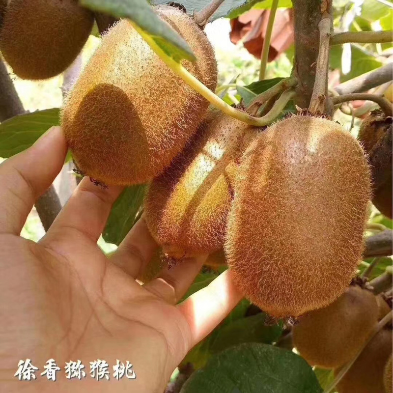 猕猴桃树苗嫁接红心猕猴桃黄心猕猴桃树苗当年结果猕猴桃树苗