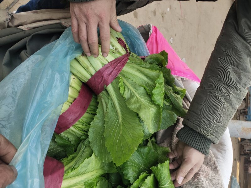 小白菜大量上市，超市，食堂，加工厂电商平台日供10万斤