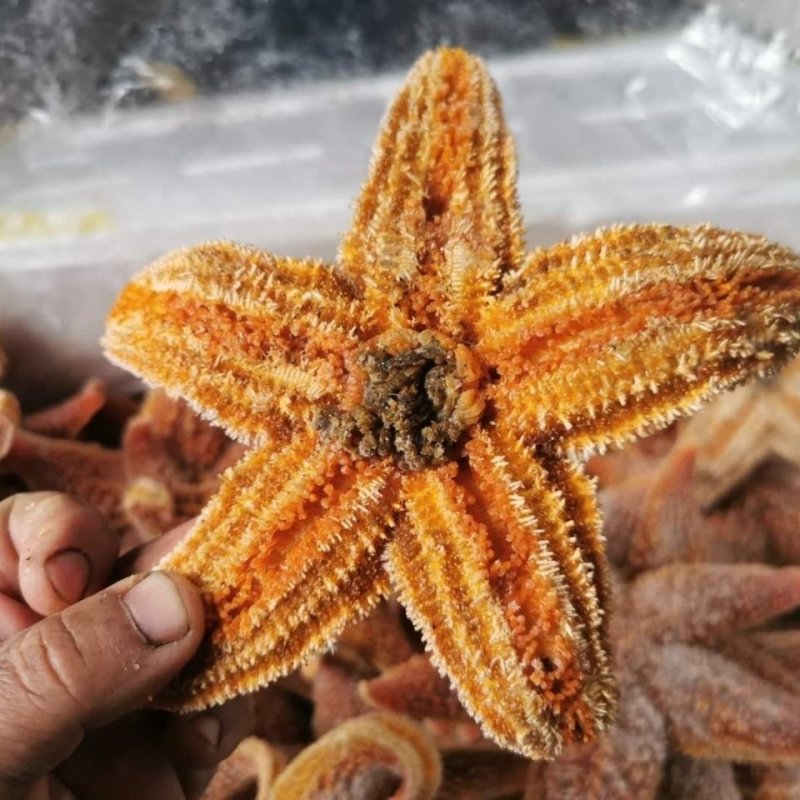 网红派大星满籽海星五角海星