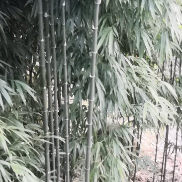 方竹苗