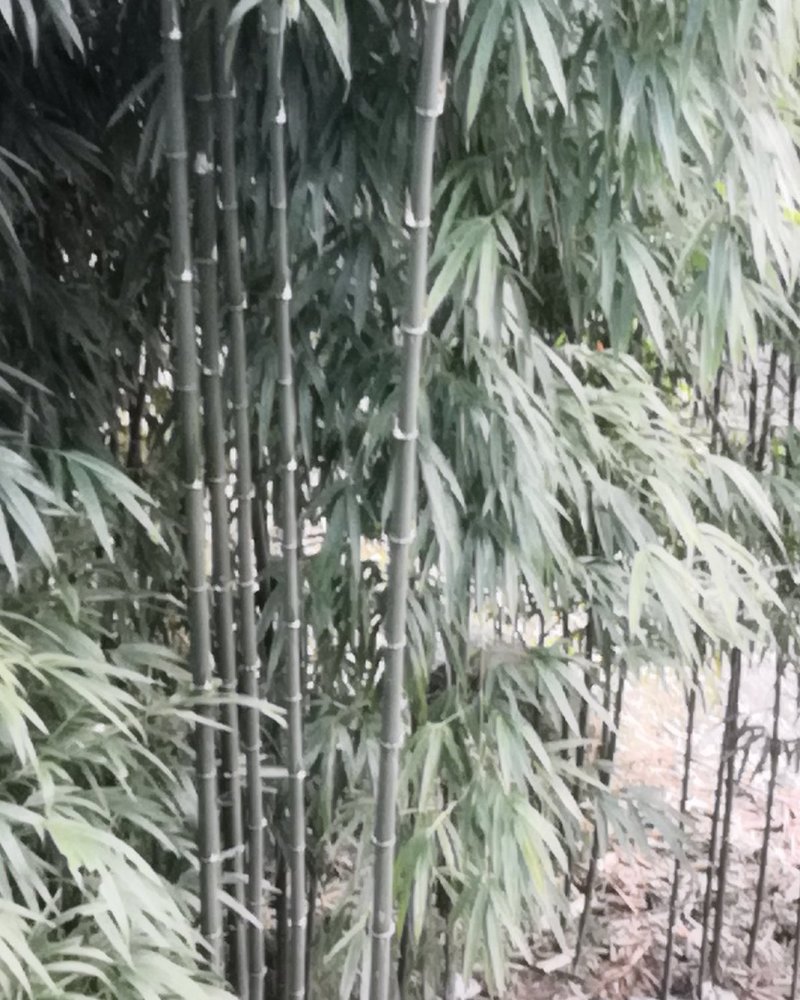 方竹苗