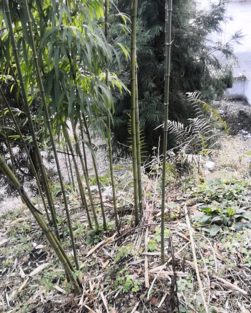 方竹苗