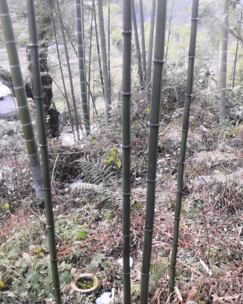 方竹苗