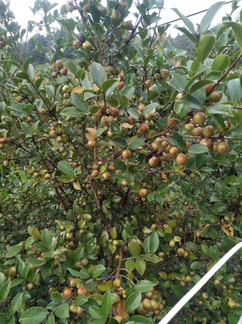 闽48油茶苗白花软枝高产油茶苗一年生实生苗