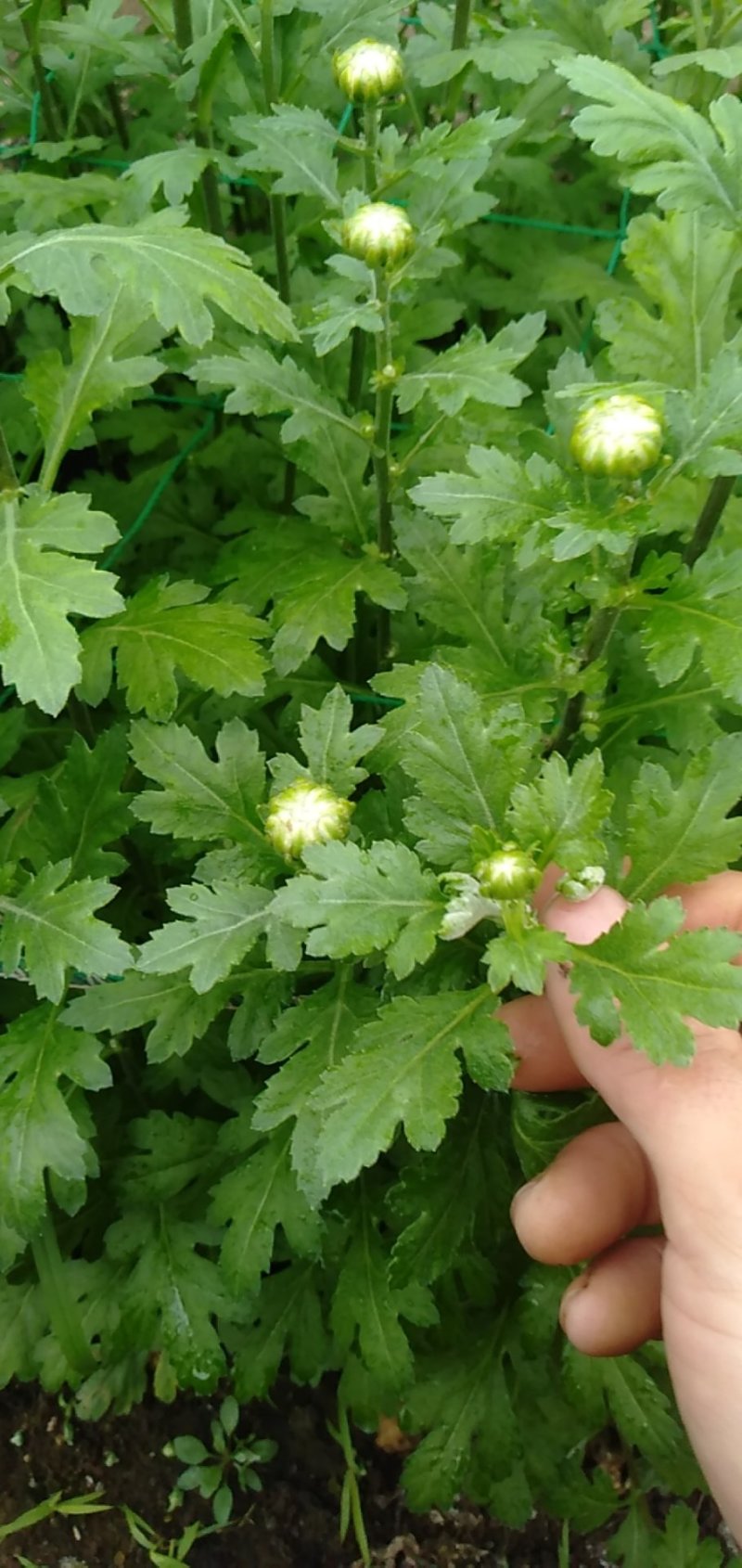 白菊花