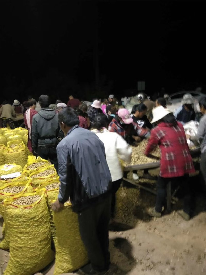 江苏鲜花生产地直发，白沙系列，鲜货带壳颗粒饱满过筛手捡果