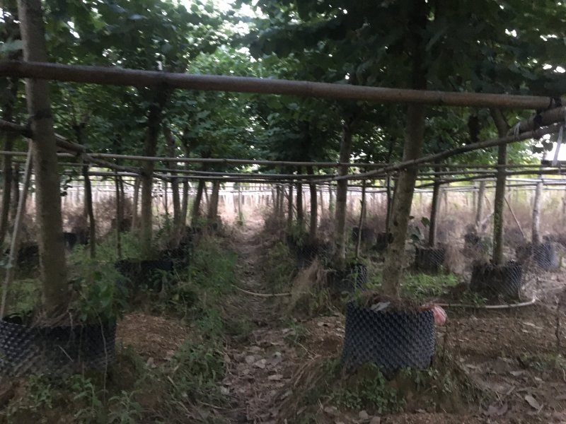 洋紫荆