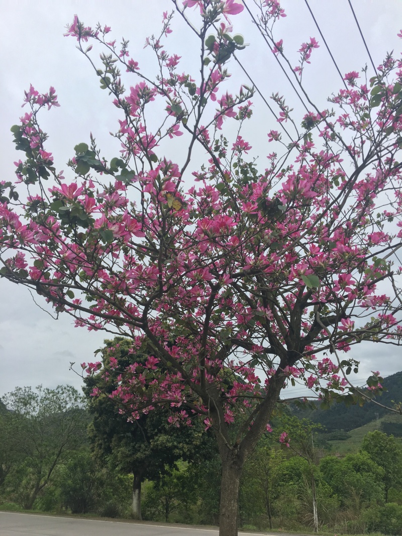 洋紫荆
