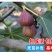 无花果树苗南北方种植波姬红无花果树苗当年结果现挖现发果树
