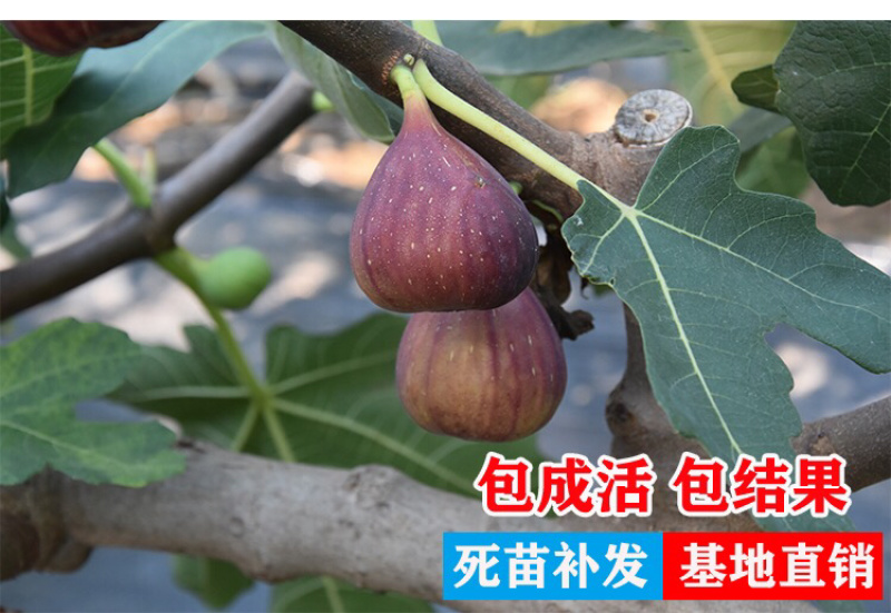 无花果树苗南北方种植波姬红无花果树苗当年结果现挖现发果树