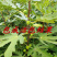 无花果树苗南北方种植波姬红无花果树苗当年结果现挖现发果树