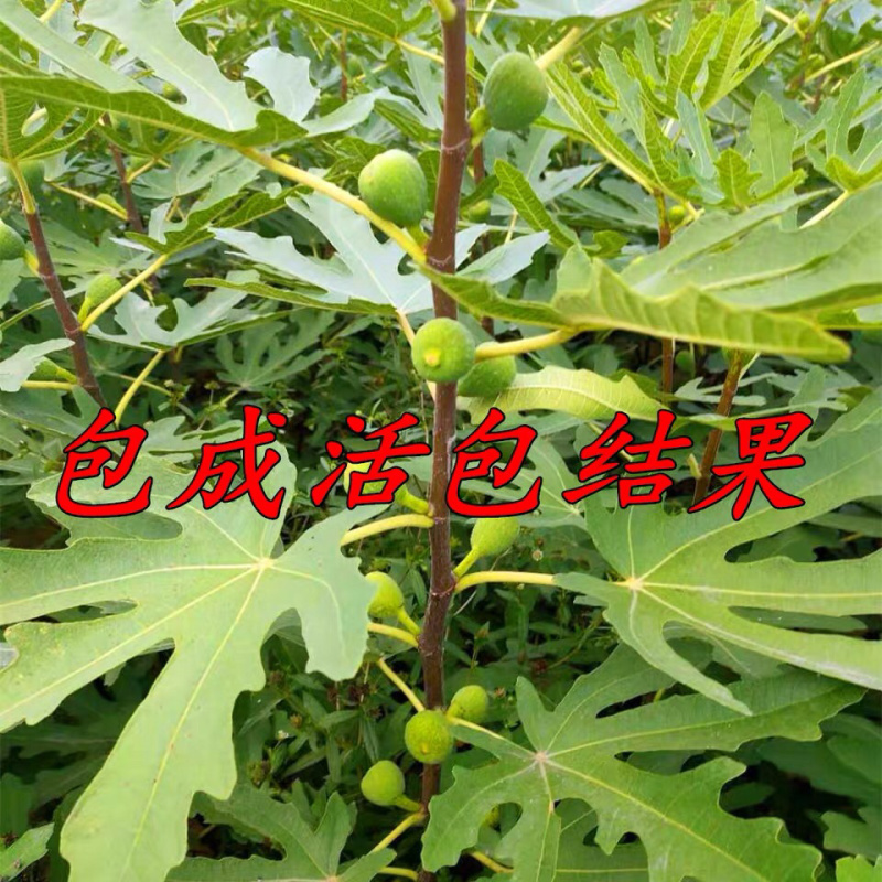 无花果树苗南北方种植波姬红无花果树苗当年结果现挖现发果树