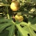 无花果树苗南北方种植波姬红无花果树苗当年结果现挖现发果树