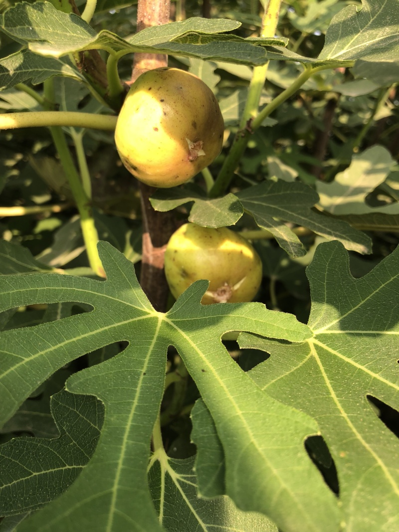 无花果树苗南北方种植波姬红无花果树苗当年结果现挖现发果树