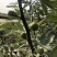 无花果树苗南北方种植波姬红无花果树苗当年结果现挖现发果树