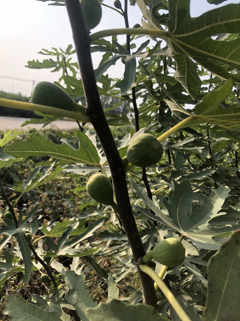 无花果树苗南北方种植波姬红无花果树苗当年结果现挖现发果树