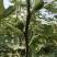无花果树苗南北方种植波姬红无花果树苗当年结果现挖现发果树