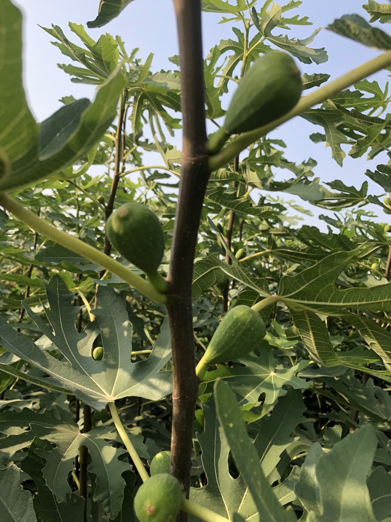 无花果树苗南北方种植波姬红无花果树苗当年结果现挖现发果树