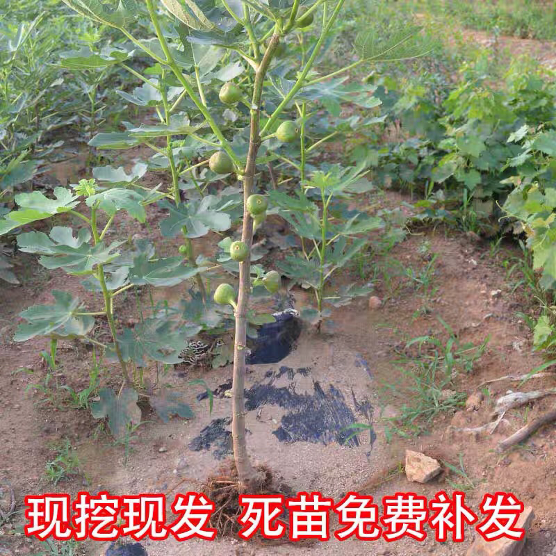 无花果树苗当年结果南北方种植高产无花果树苗基地直供果树苗