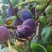 无花果树苗当年结果南北方种植高产无花果树苗基地直供果树苗