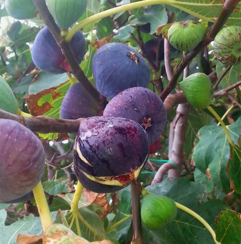无花果树苗当年结果南北方种植高产无花果树苗基地直供果树苗