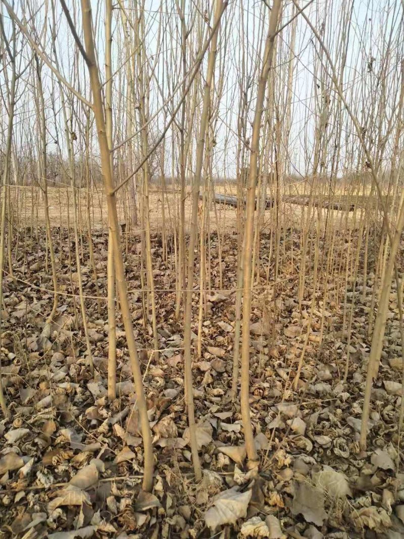 黑珍珠嫁接苗开始出售了