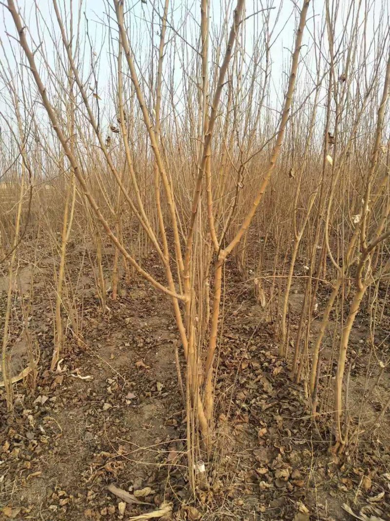 黑珍珠嫁接苗开始出售了