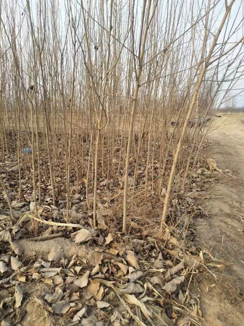 黑珍珠嫁接苗开始出售了