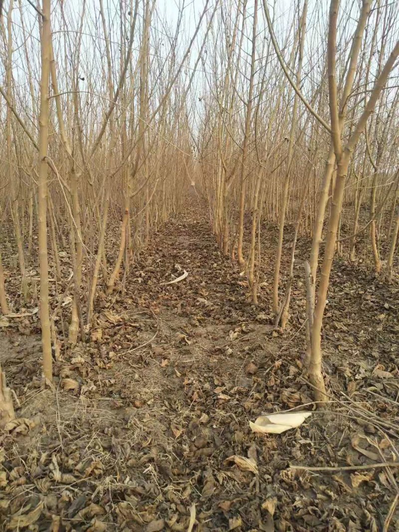黑珍珠嫁接苗开始出售了