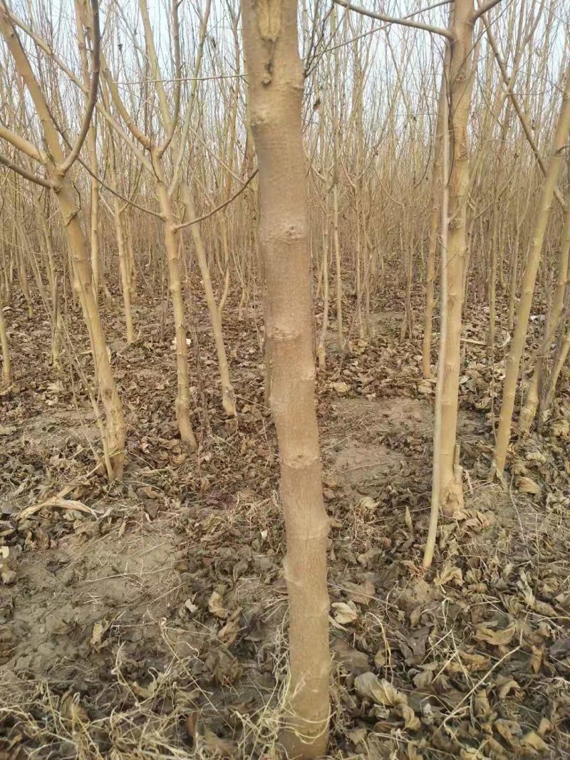 黑珍珠嫁接苗开始出售了